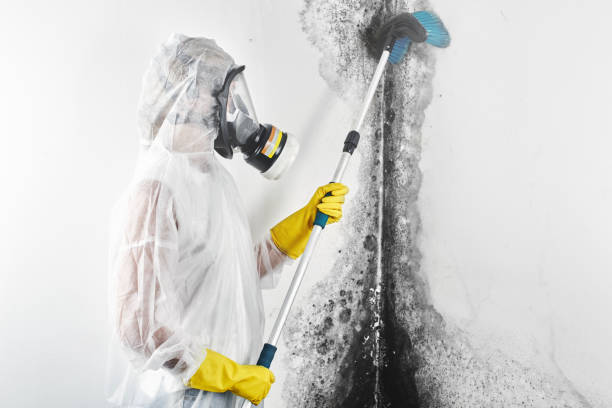 Best Residential Mold Inspection & Testing  in Plano, IL