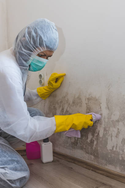 Best Mold Removal for HVAC Installations  in Plano, IL