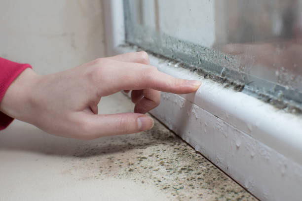 Best Airborne Mold Testing  in Plano, IL
