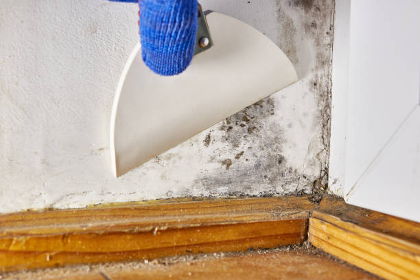 Biohazard Mold Removal in Plano, IL
