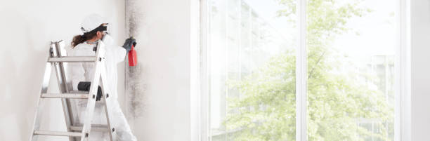  Plano, IL Mold Removal Pros